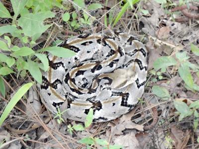A Day in Nature: Danger lies beside the trail