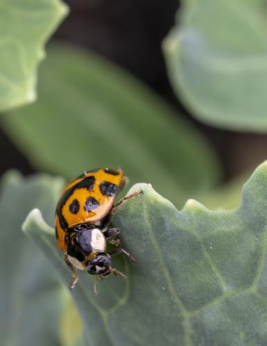 Ladybirds_8200_20260218.tif