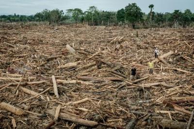 Uprooted trees swept away by a flash flood in Aceh Tamiang, Northern Sumatra