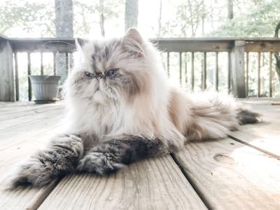 KEEPING UP WITH MURPH Dadeville cat takes off on Facebook