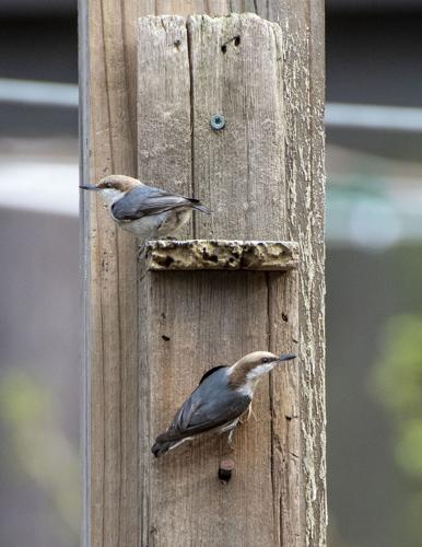 Wind Creek State Park hosts Birdfest