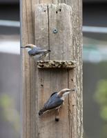 Wind Creek State Park hosts Birdfest