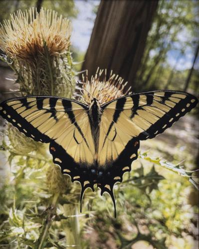 Lake Martin Living Art & Photo Contest