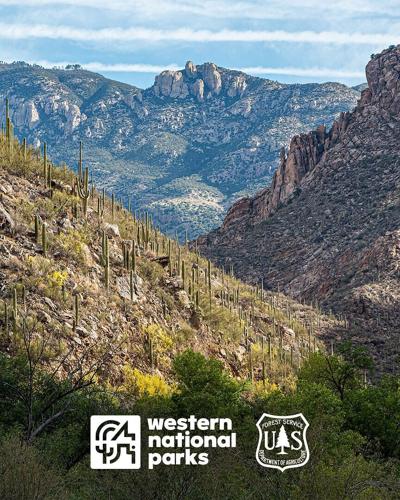 Western National Parks is now partnering with the Coronado National Forest, operating new stores in the Sabino Canyon visitor center and Palisades Visitor Center (image: MaryGavanPhotos/Shutterstock).