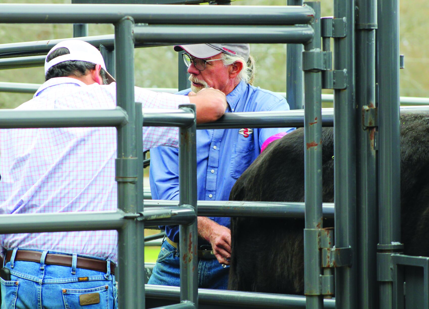 Local cattlemen’s association hosts AI class