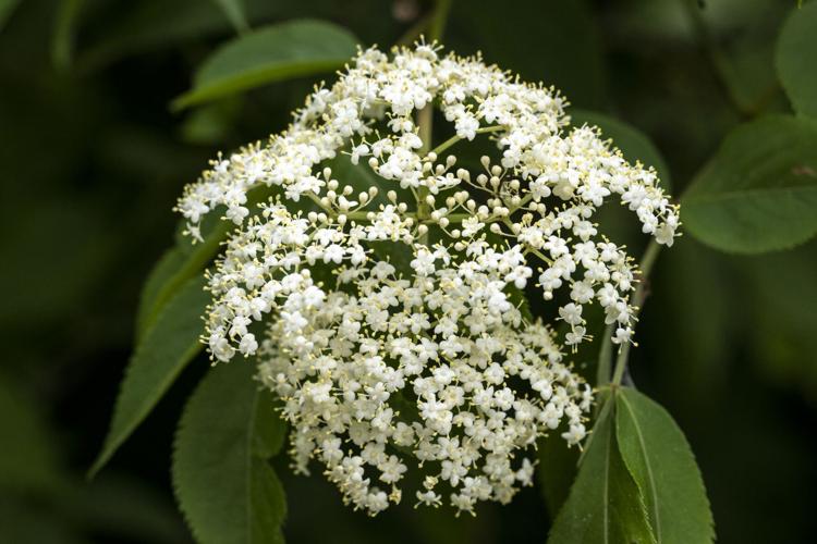 American Elderberry