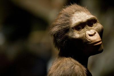 Popular renderings of Lucy tend to dress her in thick, reddish-brown fur.