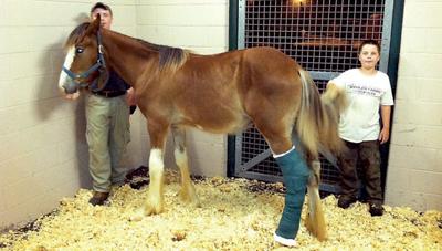 Clydesdale colt found tied to fence, bleeding