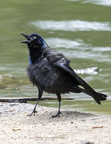 Grackle_7382_20260418.tif