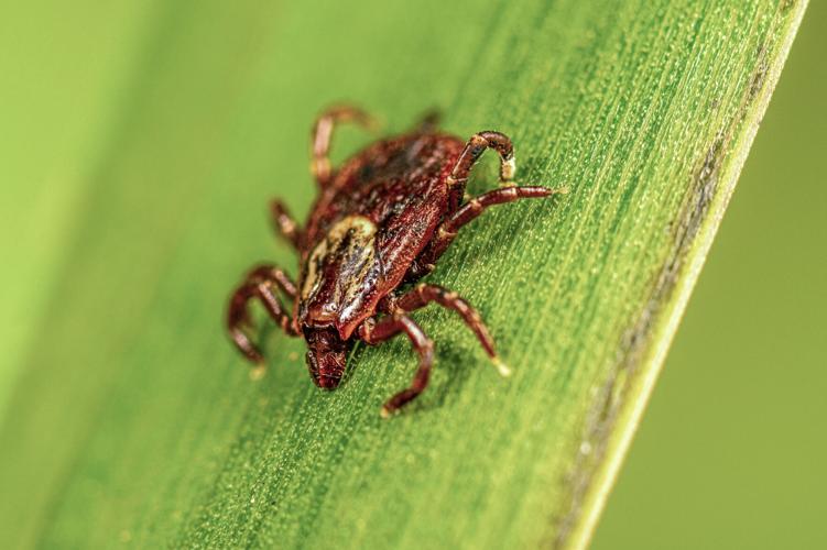 American Dog Tick_Lauren Bishop CDC_Public Domain.jpg