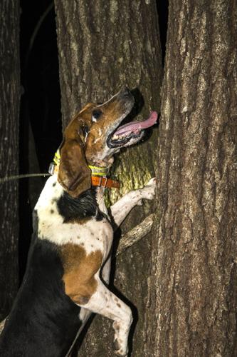 Champions of the Night