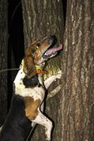 Champions of the Night