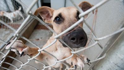 Lack of confinement law in rural areas leaves authorities boxed in when dealing with dogs running at large