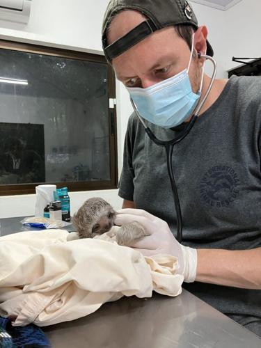 Sloth family recovers after rescue from trafficking