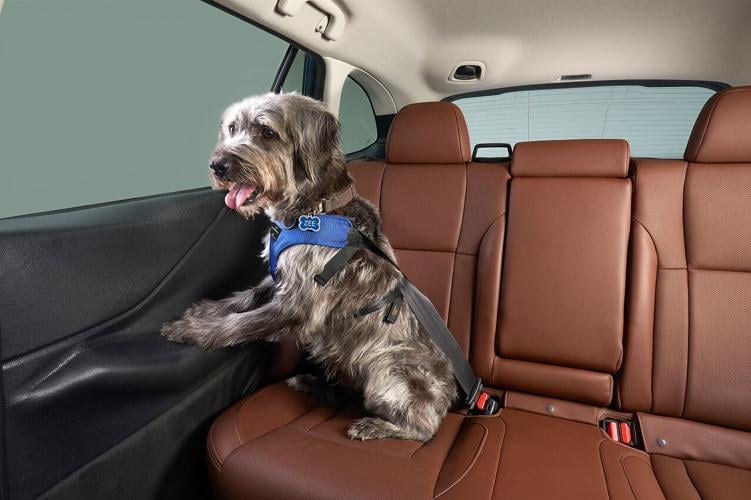 According to a new Subaru of America survey, conducted by Talker Research, about three in four respondents (73%) said they are more likely to take a road trip than fly, specifically so they can bring their pet along. As the holidays approach, more than ...