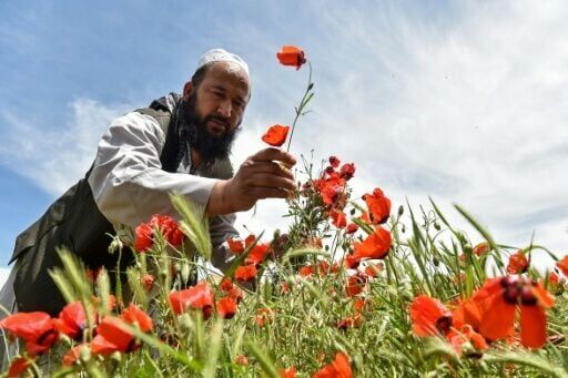 An Afghan man picks poppy flowers on a hillside in the Jalayer Valley of Northern Afghanistan