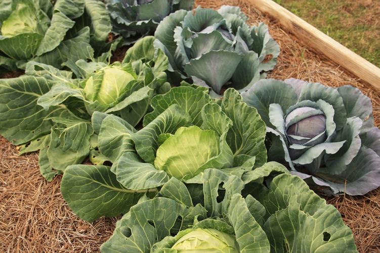 Reset with a Fall Garden