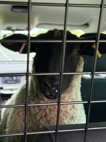 Funny picture shows runaway sheep ‘detained’ in back of police car