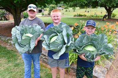 McVey brothers harvest their prize cabbages