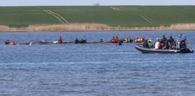 Two entrepreneurs are financing the latest bid to rescue a whale stranded off the German coast