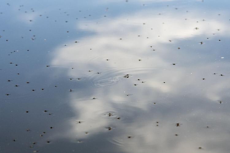 Water Striders
