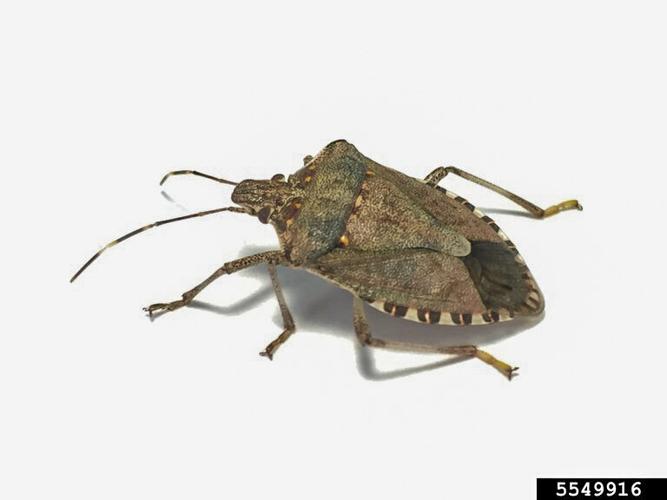 Winter Pests