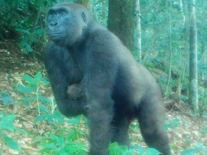 gorillz_featured