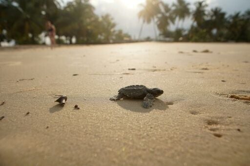 Gabon's 900 kilometres (560 miles) of coastline is home to four species of sea turtles