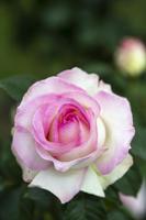 Frohsin_3024_20210502 copy.jpg