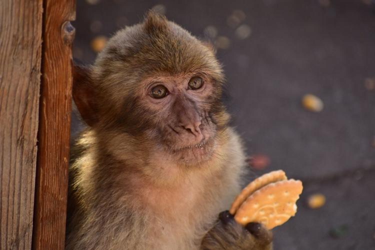 Gibraltar’s monkeys “self-medicate” to help them digest tourists junk food