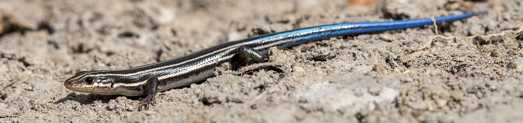 FiveLinedSkink_3259_20190409.jpg