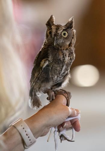 PHOTOS: Eclectic's Raptor Ridge brings raptors to library program