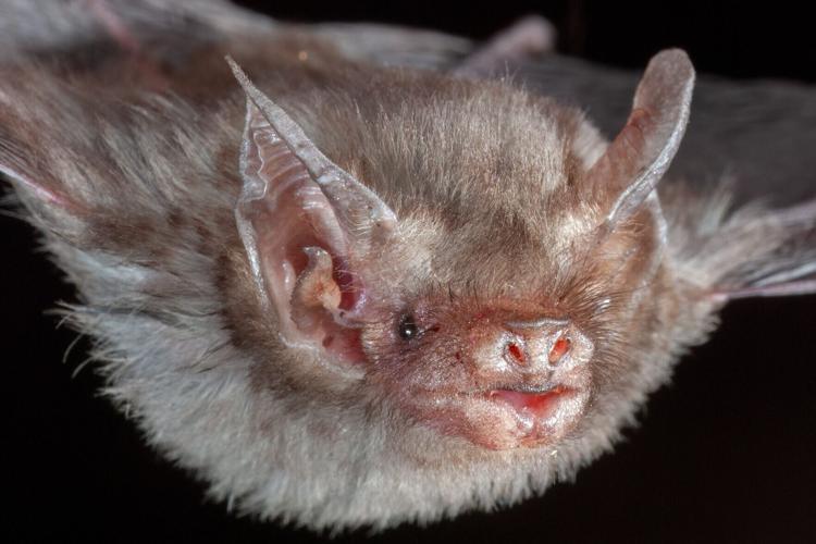 Bats originated in Europe around 65 million years ago, reveals new research