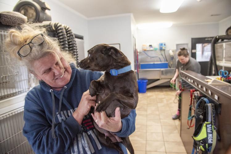 For the LOVE of Dogs