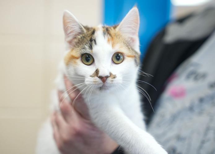 Adorable Pets for Adoption at Lake Martin Humane Society