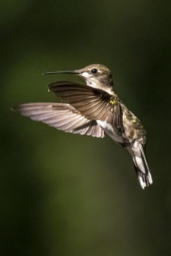 Hundreds of Hummingbirds