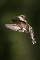 Hundreds of Hummingbirds
