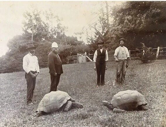 Giant tortoise called Jonathan could hold the key to living to 200 years of age
