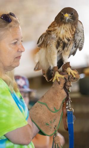 PHOTOS: Eclectic's Raptor Ridge brings raptors to library program