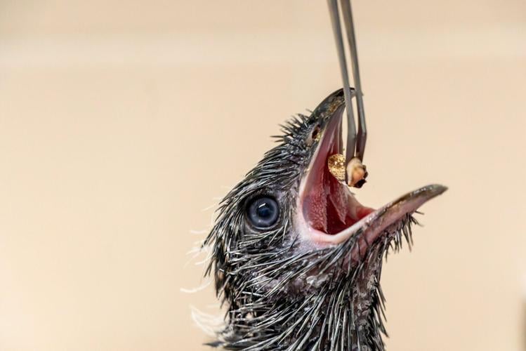 Baby bird which looks like a skunk hand reared at wildlife park.