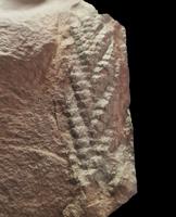 One of oldest 3D animal fossils dating back 560 million years found in sheep field