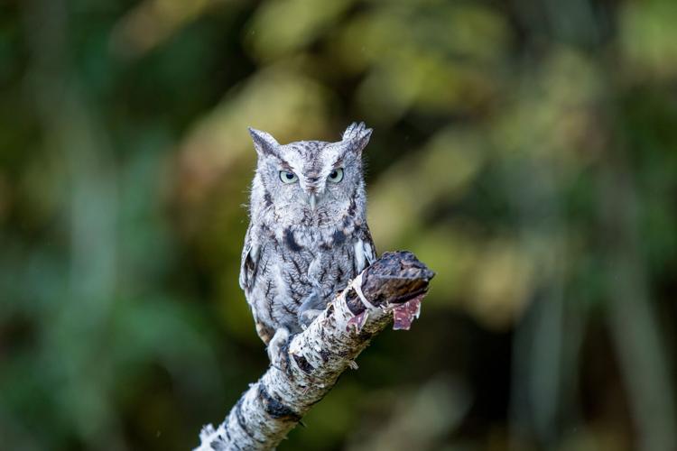 Eastern Screech-Owl