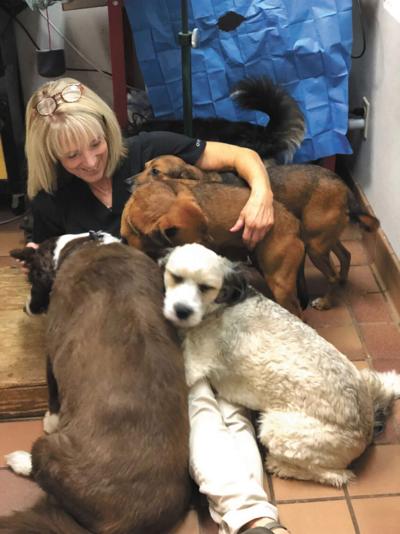 Pet care at a young, older age is key