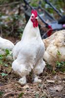 Poultry Pets
