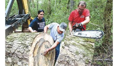 Muscogee Nation takes tree linked to its roots for canoes