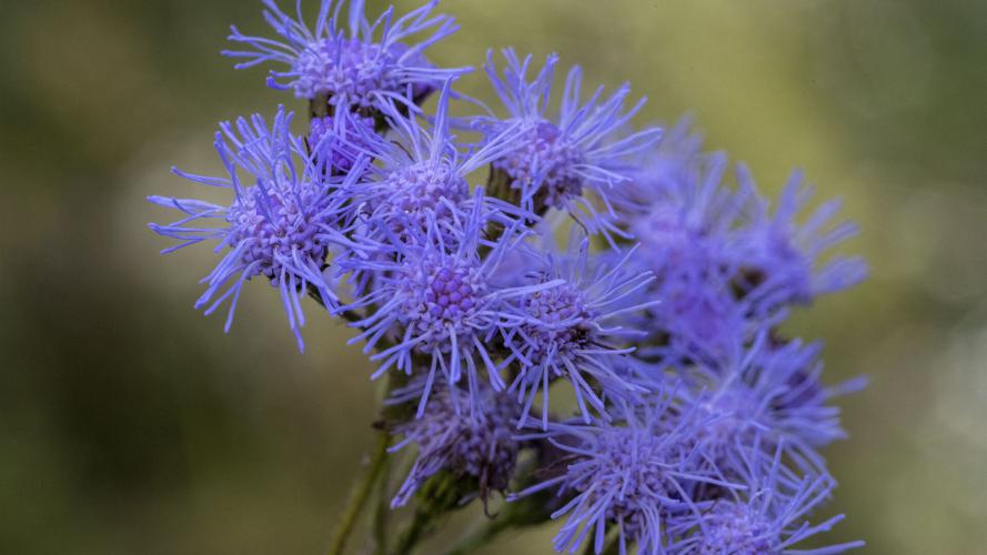 Blue Mistflower