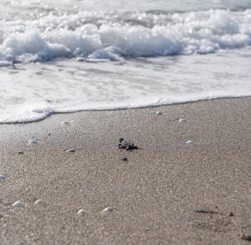 A sea turtle hatchling headed towards the ocean in Juno Beach, Florida.