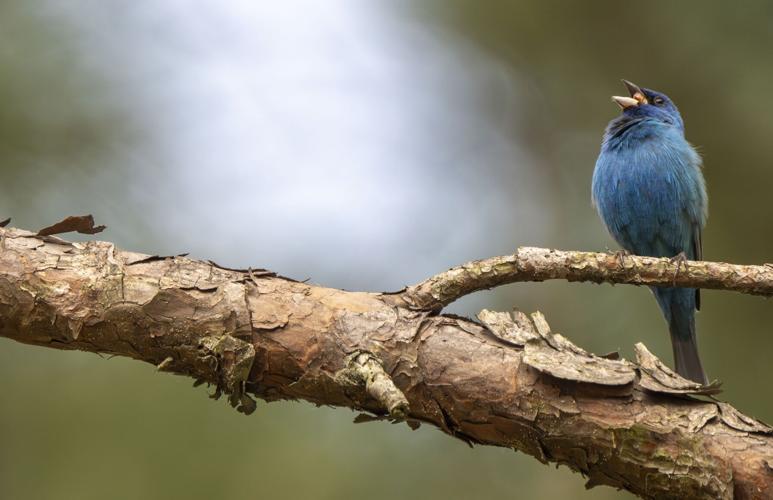 Indigo Bunting_3451_20250423-Enhanced-NR.tif