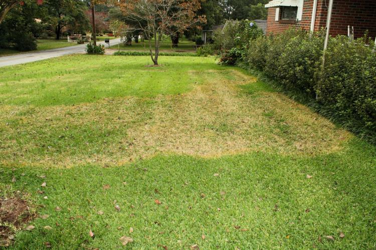 Green lawns don't just grow on trees