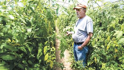 Love of ‘maters and farming keeps local business going